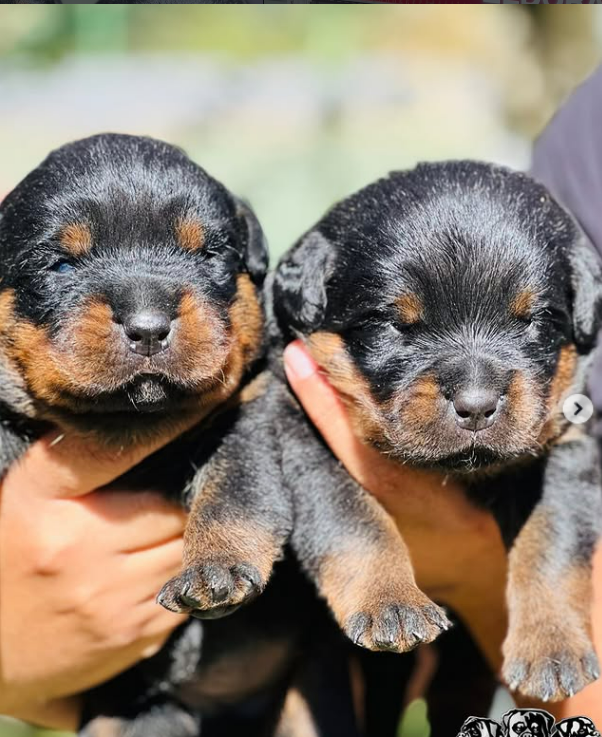 Filhotes de Rottweiler recém-nascidos em Minas Gerais