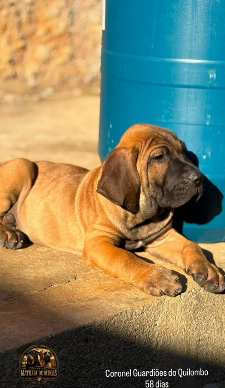 Fila Brasileiro Coronel do Canil Matilha de Minas