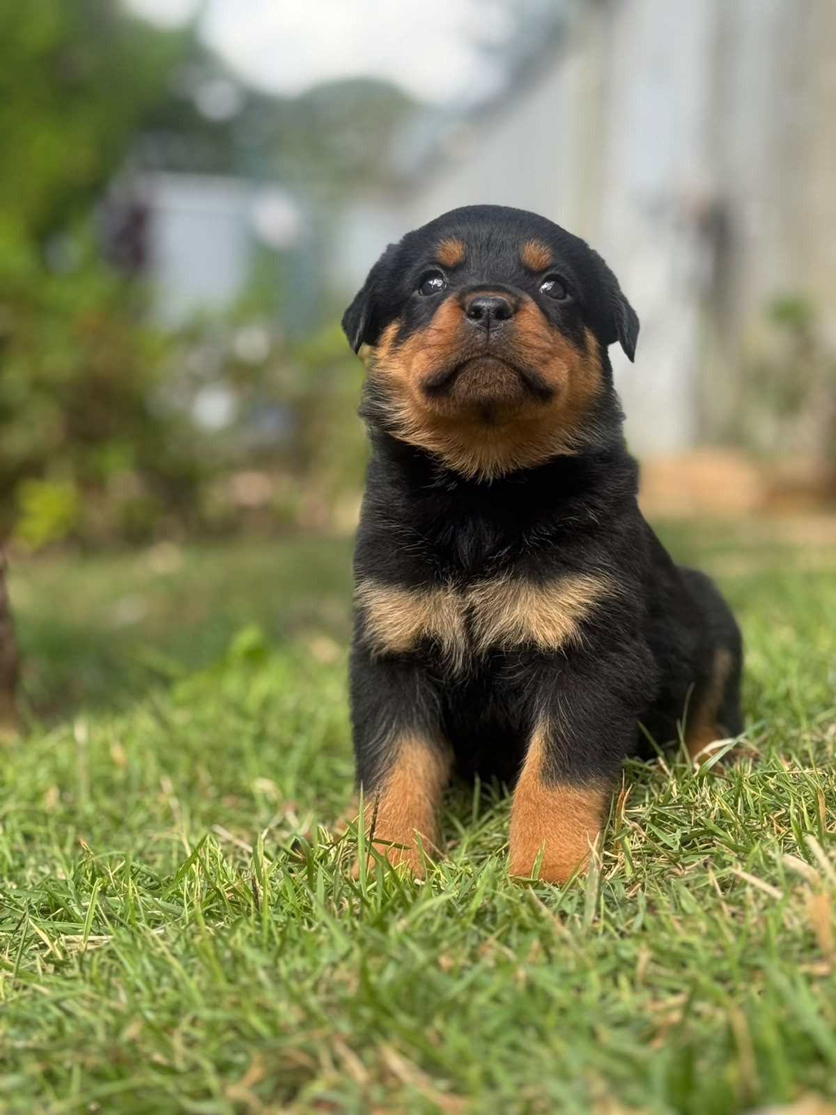 Filhote de Rottweiler do Canil Matilha de Minas