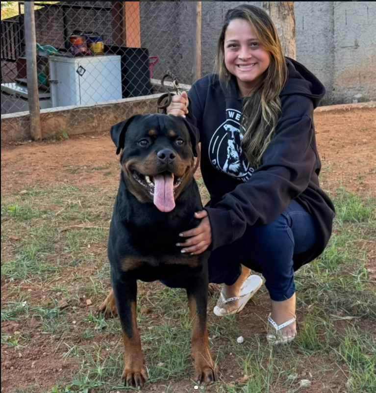 Rottweiler adulto do Canil Matilha de Minas em Minas Gerais
