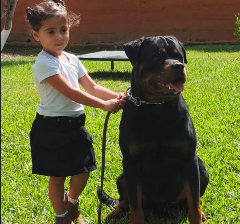 Rottweiler em ambiente familiar do Canil Matilha de Minas